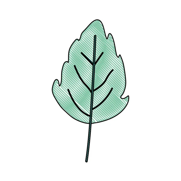 Küçük loblu yaprak yeşil açık renk boya rengi siluet — Stok Vektör