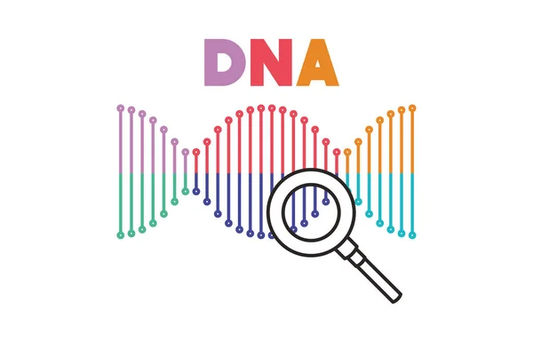 DNA řetěz s zvětšovací sklenicí — Stockový vektor