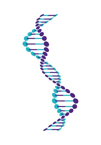 Vertical dna chain science colorful icon — Stock Vector