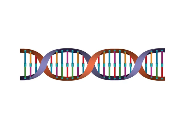 Horisontell DNA Chain Science färgglada ikon — Stock vektor