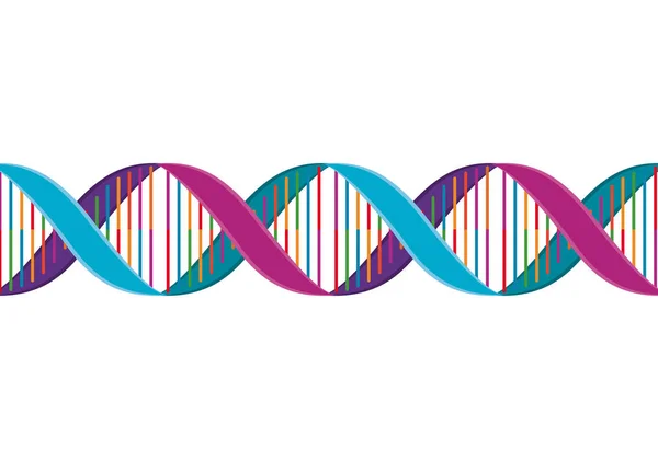 Horizontal dna chain science colorful icon — Stock Vector