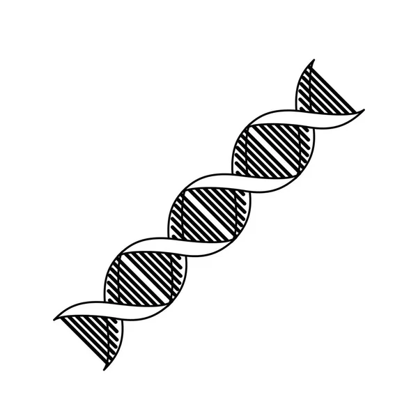 Diagonal dna chain science monochrome — Stock Vector