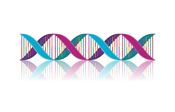 Horizontal dna chain science colorful icon — Stock Vector