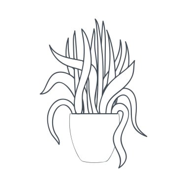 saksı izole simgesi ile houseplant