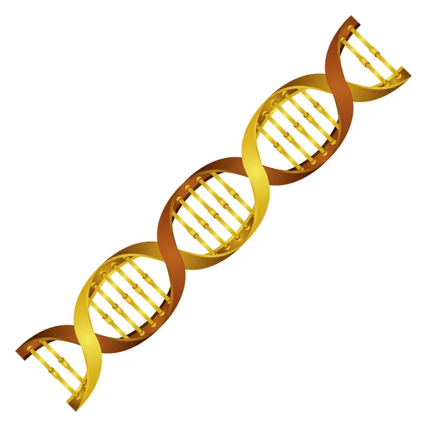 Diagonal dna chain science golden color — Stock Vector