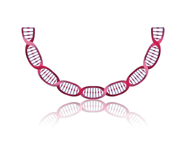 Cadena de ADN con la ciencia curva icono colorido — Archivo Imágenes Vectoriales