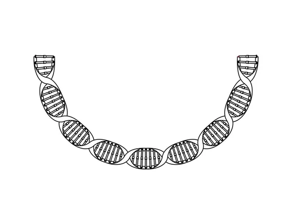 Cadeia de dna com ícone de ciência curva — Vetor de Stock