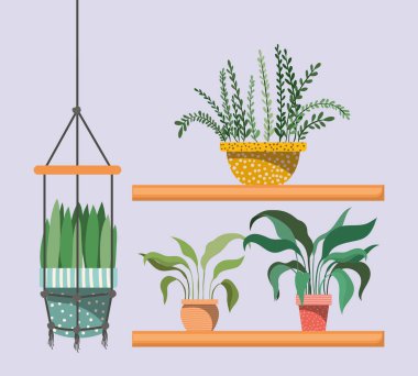 macrame askıları ve raflarda houseplants