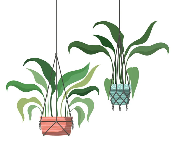 Houseplants on macrame hangers icon — Stock Vector