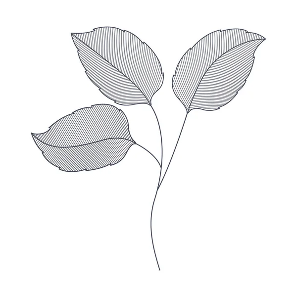 葉分離アイコンを持つブランチ — ストックベクタ