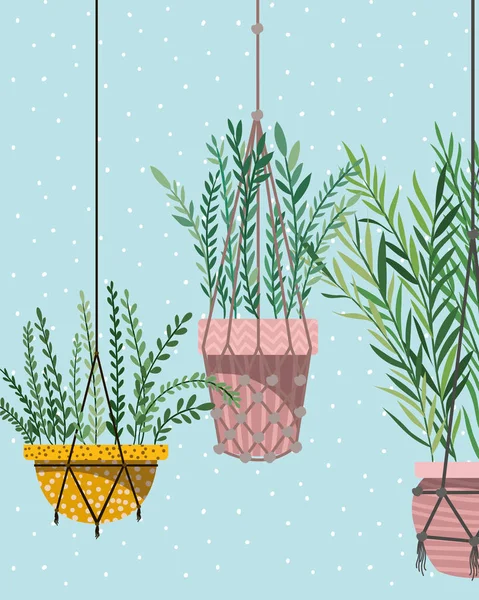 Houseplants in macrame Hangers — Stockvector