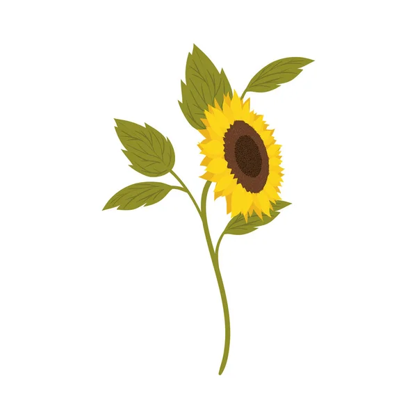 Ikona na białym tle piękny słonecznik — Wektor stockowy