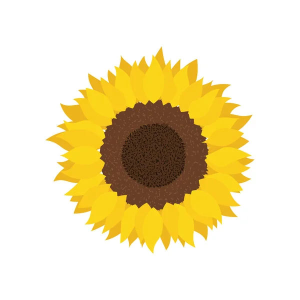 Nádherná slunečnicová samostatná ikona — Stockový vektor