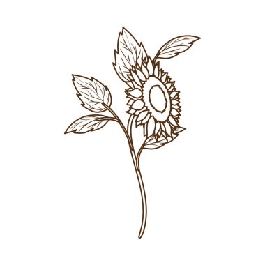 güzel ayçiçeği izole simgesi
