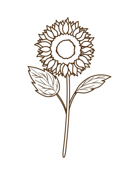 Beautiful sunflower isolated icon — Stock Vector