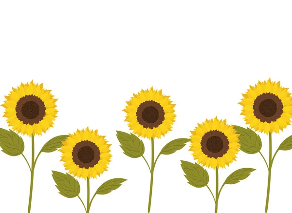 Pattern of sunflowers isolated icon — Stock Vector