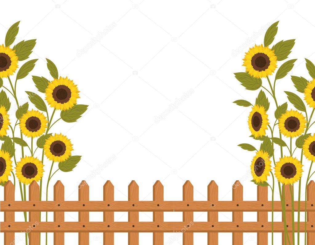 pattern of sunflowers isolated icon