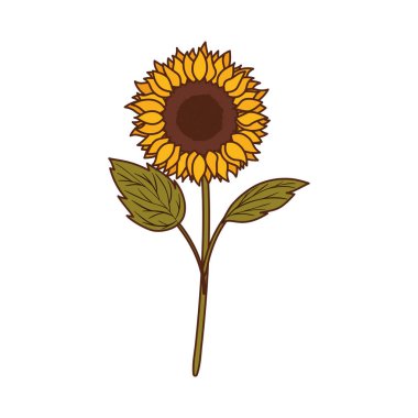 güzel ayçiçeği izole simgesi