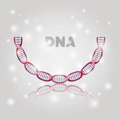 dna molekülü yarım daire yapı deseni