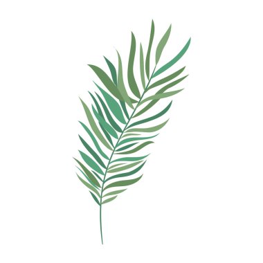 beyaz arka planda yaz yaprağı ile şube