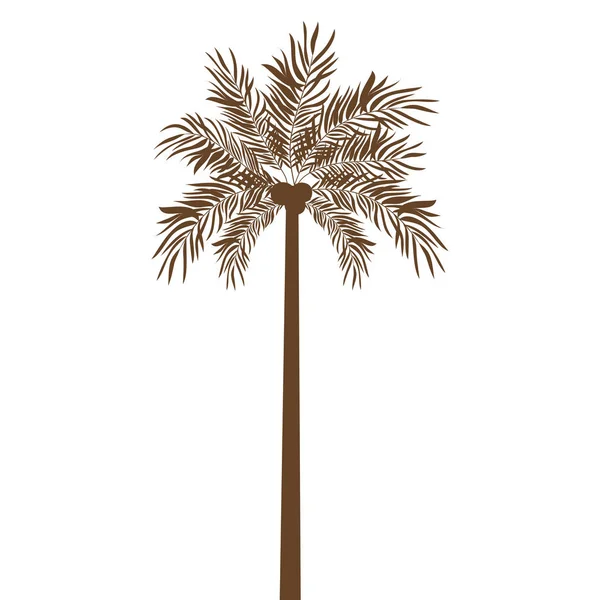 Пальма с кокосом на белом фоне — стоковый вектор