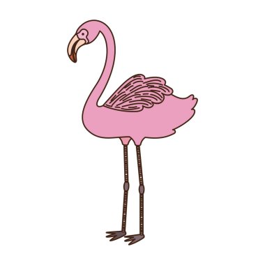 beyaz arka planda pembe flaman