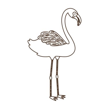 beyaz arka planda pembe flaman