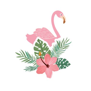 beyaz arka planda flaman ve yaz çiçeği