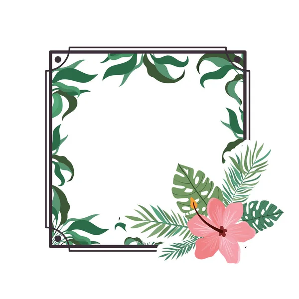 Frame with flower and leafs of summer — Stock Vector