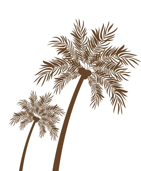 Palmboom met kokosnoot in witte achtergrond — Stockvector