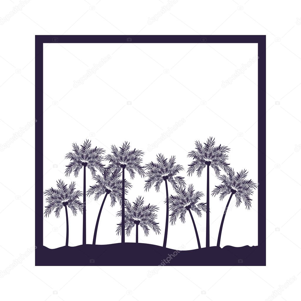 palm tree with coconut in white background