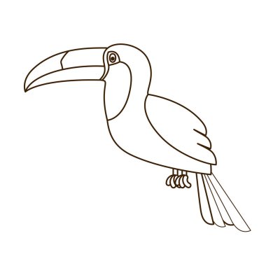 Beyaz arka planda güzel bir tukan