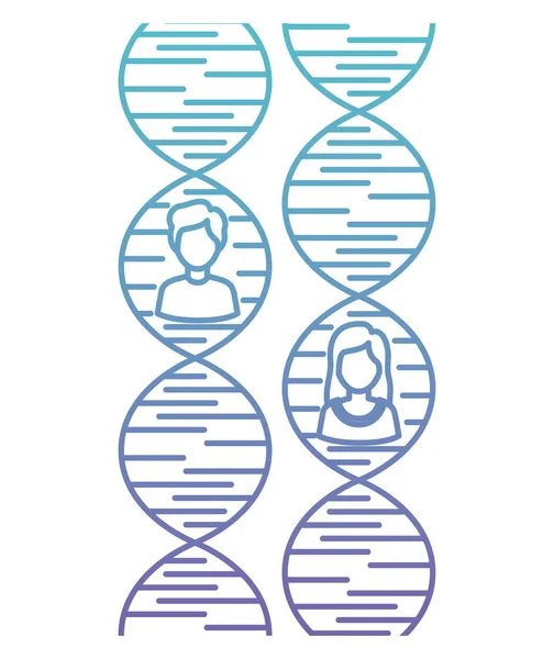 Łańcuch DNA z postaciami płci — Wektor stockowy