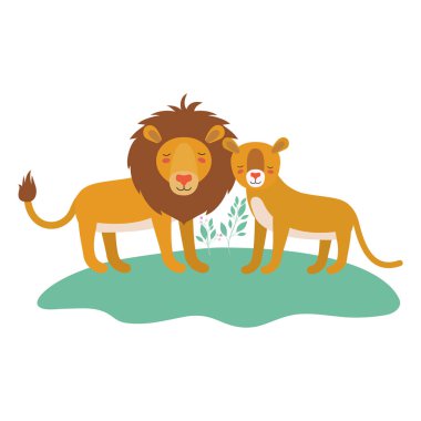 Vahşi aslanlar sahada çifttir.