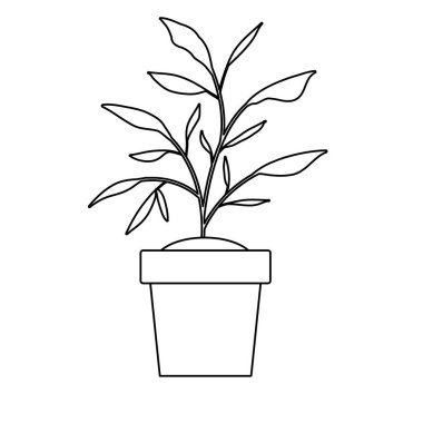 Ev bitkisi tencerede