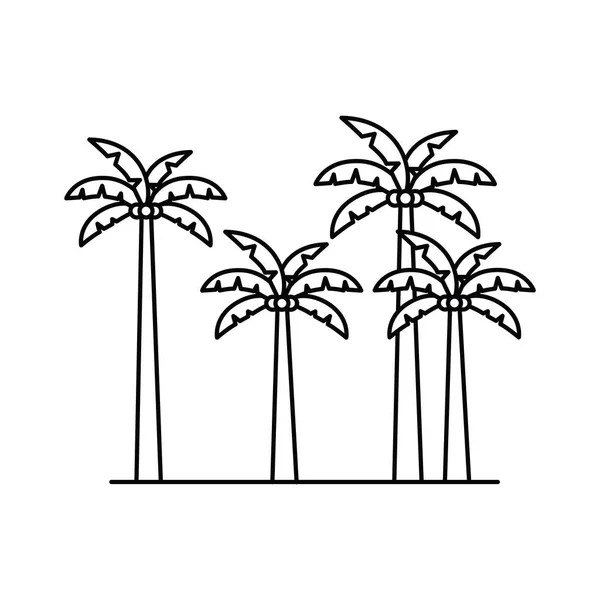 Silhuett av palmträd med kokos i vit bakgrund — Stock vektor