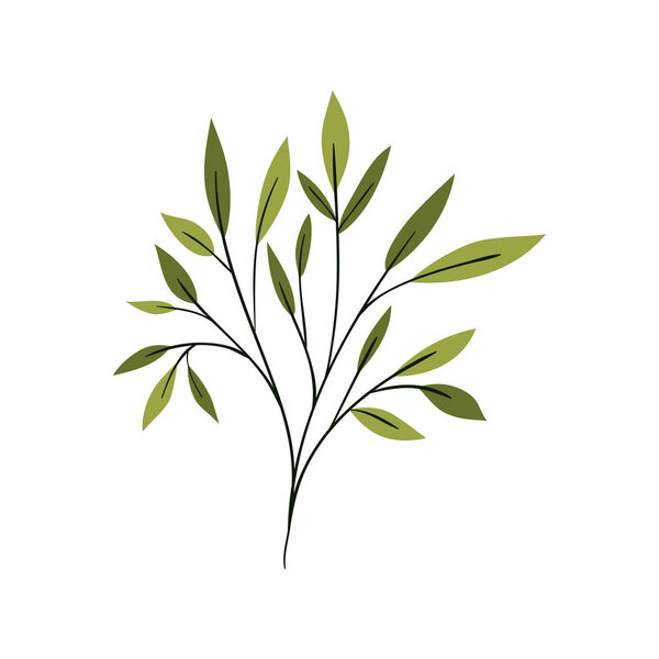 ветка с листьями на белом фоне