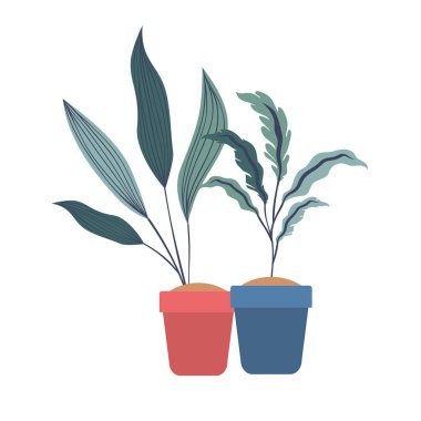 saksı izole simgesi ile houseplant