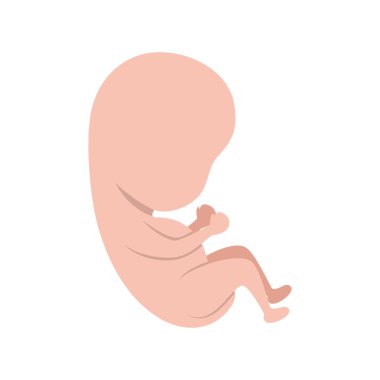 İzole bebek fetus tasarım vektör illüstrasyon