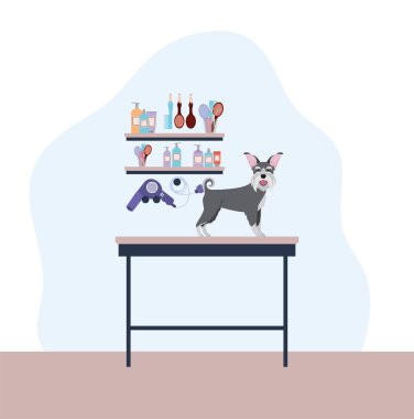 sevimli schnauzer köpek hayvan karakteri