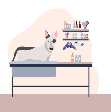 bakım salonu sahnesinde sevimli boğa terrier