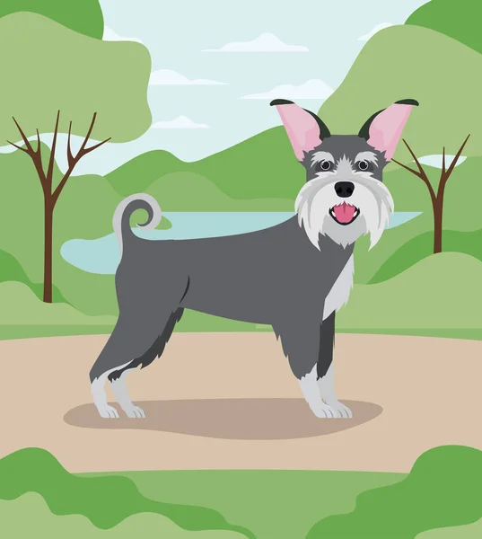 Mignon schnauzer chien animal de compagnie caractère dans le camp — Image vectorielle