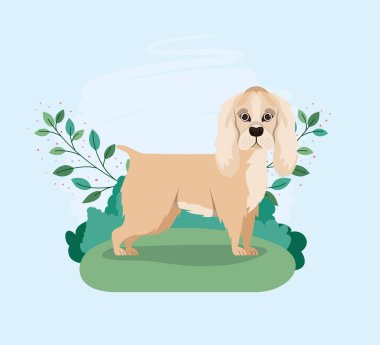 kampta sevimli cocker spaniel köpek pet