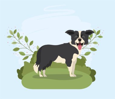 kampta sevimli sınır collie köpek pet