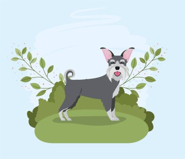 kampta sevimli schnauzer köpek hayvan karakteri