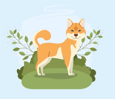 kampta sevimli akita inu köpek pet