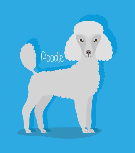 Lindo perro caniche mascota carácter — Archivo Imágenes Vectoriales