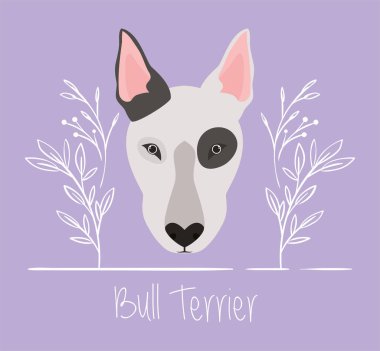 sevimli boğa terrier köpek hayvan kafa karakteri