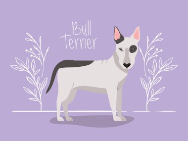 sevimli boğa terrier köpek hayvan karakteri