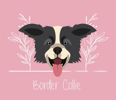 sevimli sınır collie köpek hayvan kafa karakteri